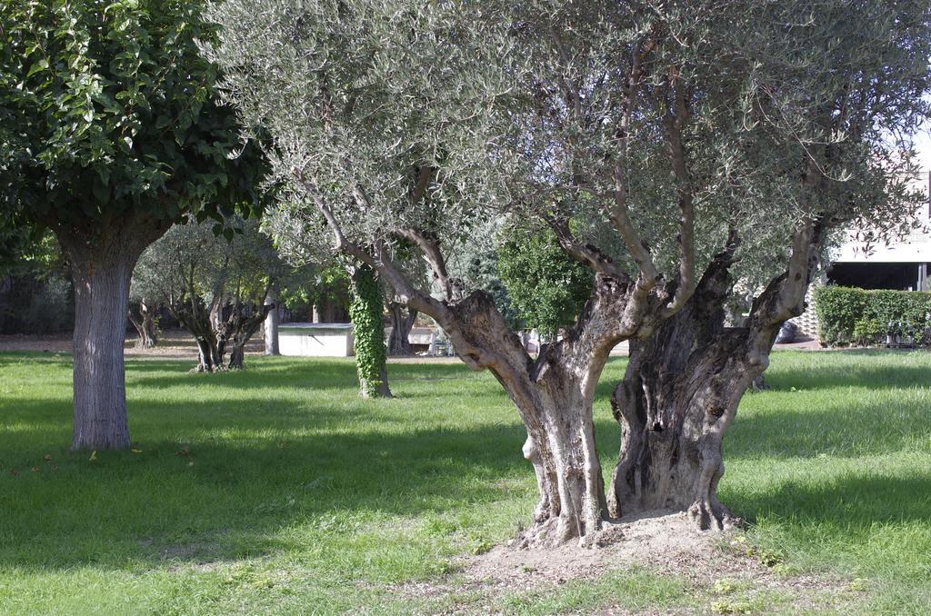 Olivos Getafe